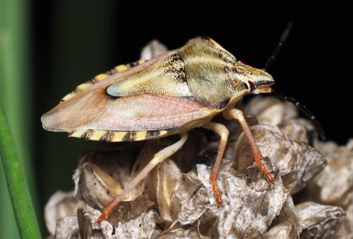 Carpocoris purpureipennis